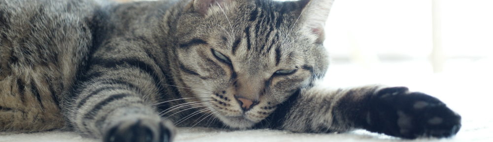 ねころくぶろぐ