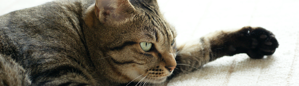 ねころくぶろぐ