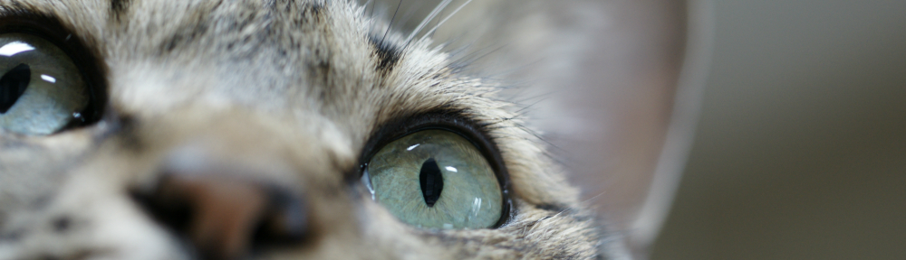 ねころくぶろぐ