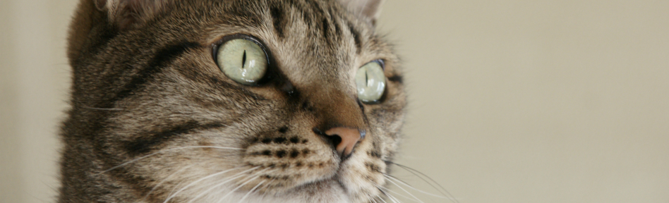 ねころくぶろぐ