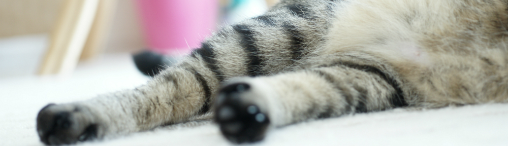 ねころくぶろぐ