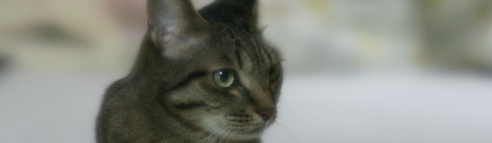 ねころくぶろぐ